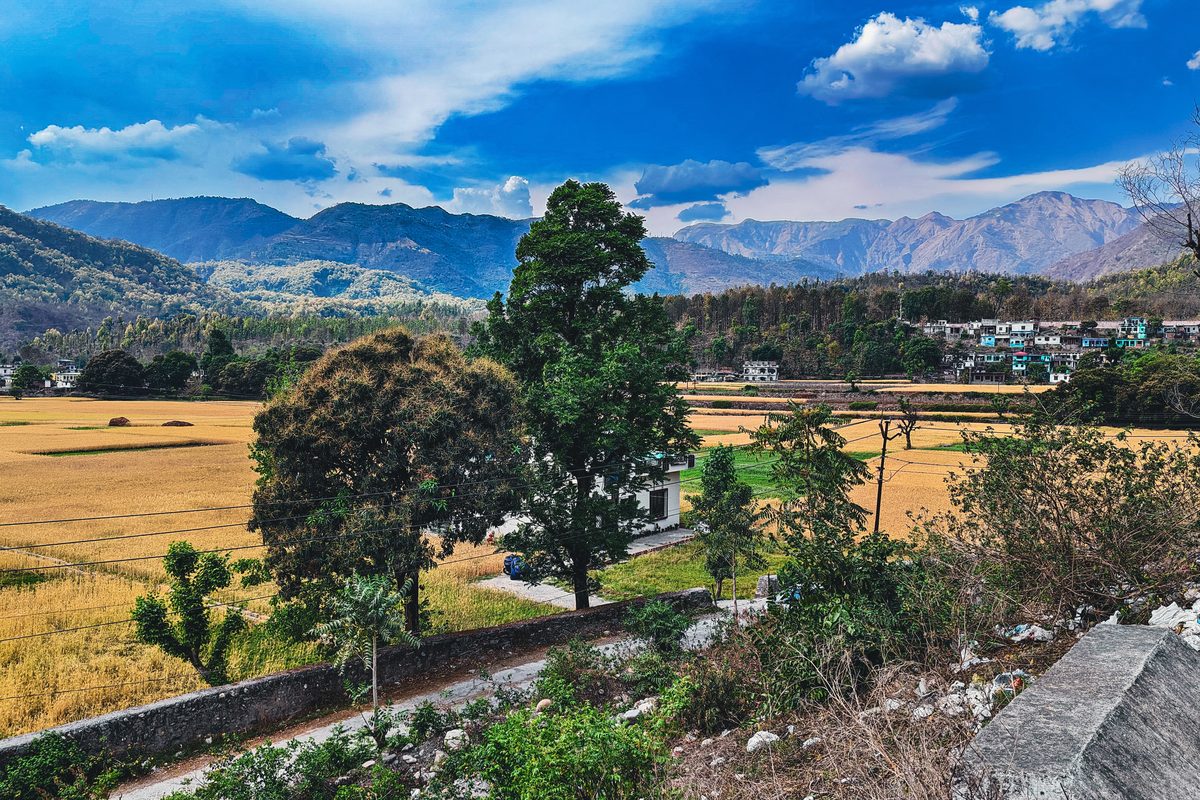 Terraced valley of golden fields framed by the Himalayan foothills under a blue sky